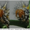 melit didyma larva6 volg22